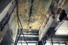  , USA Mold Prevention & Removal Pros